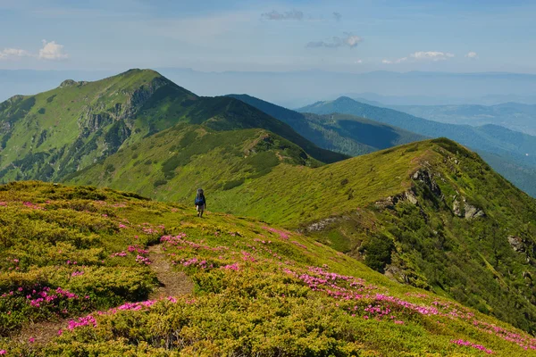 Trekker walking on the flowers field in the mountain — Stock Photo, Image