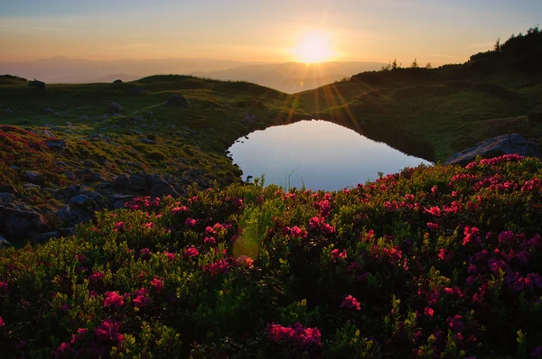 High altitude mountain lake at dawn, in idyllic uncontaminated environment with blooming rhododendrons in the foreground. — Stock Photo, Image