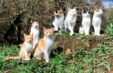 Yedi kedisini bir tepe üzerinde oturmak