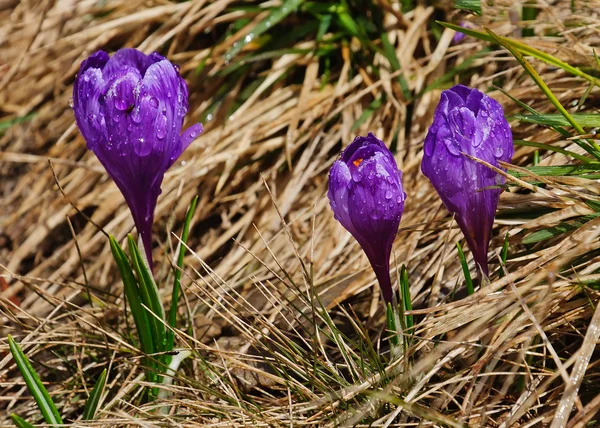 Morning dew and crocus — Stock Photo, Image