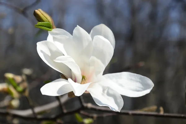 Grote witte magnolia — Stockfoto