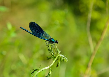 Yusufçuk Calopteryx Başak closeup