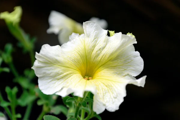 Biały kwiat Petunie na czarnym tle — Zdjęcie stockowe
