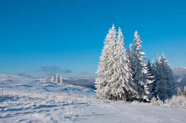 Winter sun landscape in a mountain forest — Stock Photo, Image