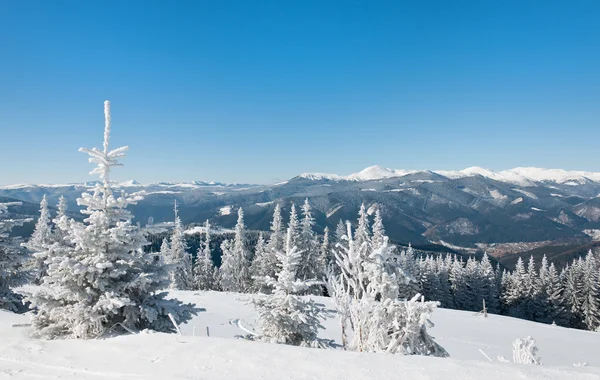 Winter sun landschap in een bergbos — Stockfoto