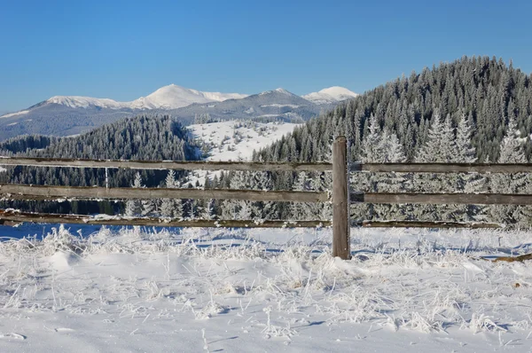 Winter sun landschap in een bergbos — Stockfoto