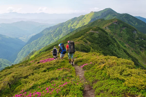 Group of tourists walking flowers field in mountain — Stock Photo, Image