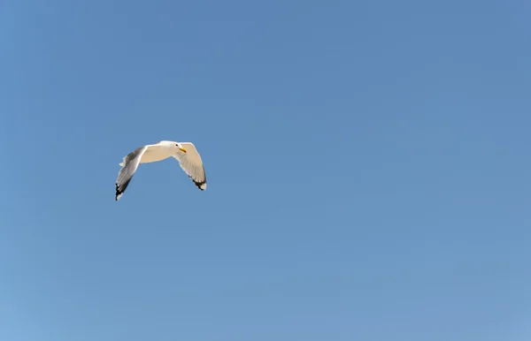 Almindelig måge flyver under en næsten klar blå himmel - Stock-foto