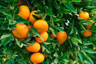 Ripe Tangerines hanging from the tree clipart