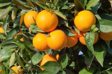 Ripe Tangerines hanging from the tree clipart