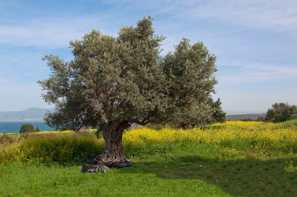 The old olive tree nafone yellow fields blue sky — Stock Photo, Image