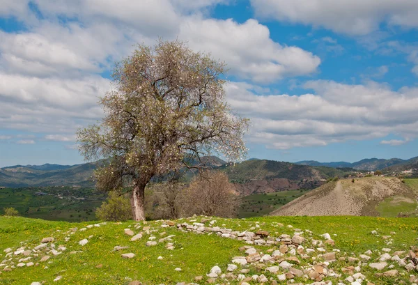 Almond tree at spring, fresh pink flowers on the branch — Stock Photo, Image