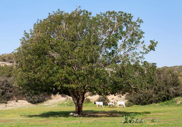 Старое оливковое дерево спряталось в тени трех коз. . — стоковое фото