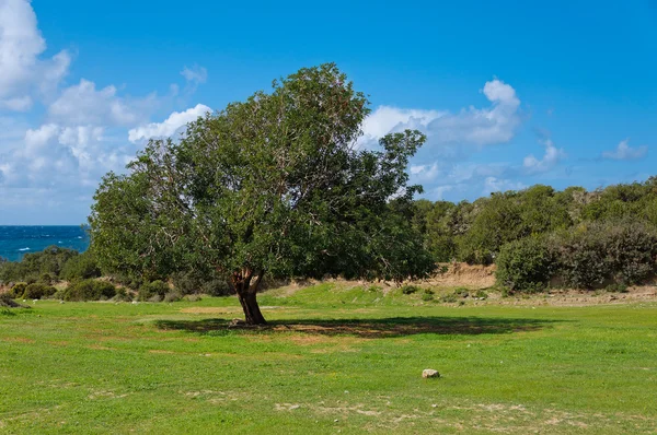 Big old olive trees, juicy green grass and blue sky. — Stock Photo, Image