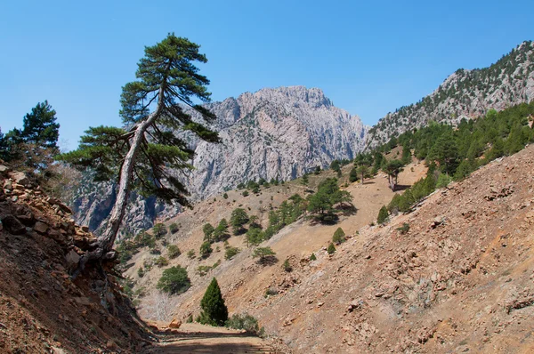 Pin solitaire penché sur des routes rocheuses en Turquie — Photo