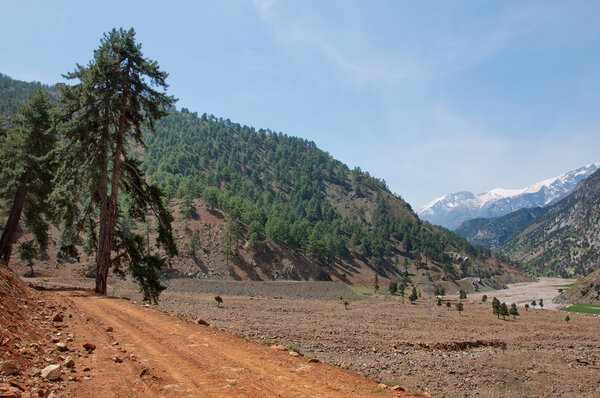 Lonely pine tree leaning over rocky roads in Turkey