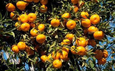 Ağaçtan sarkan olgun mandalinalar.