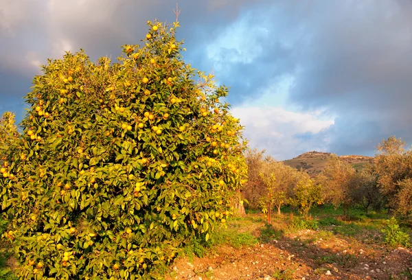 Tangerine garden with ripe tangerines in the trees. — Stock Photo, Image