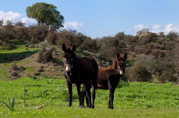 Dua keledai berbulu di rumput hijau . — Stok Foto