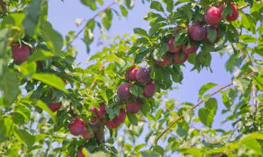 Mavi gökyüzünde Kırmızı Kiraz eriği.
