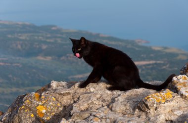 Yıkık kalede duvarına siyah kedi