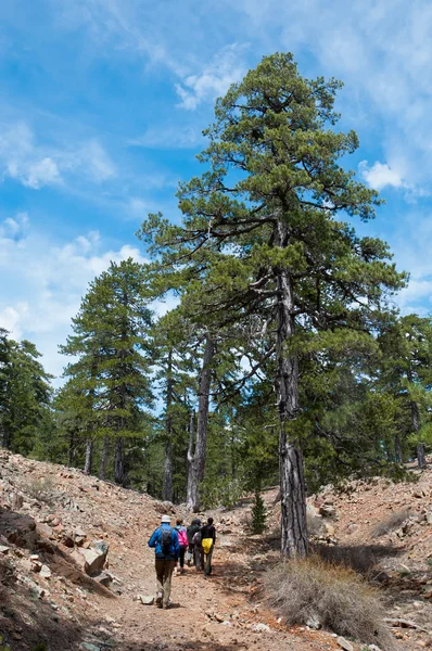 Groupe turistovpodnimayutsya la colline dans la forêt de conifères — Photo