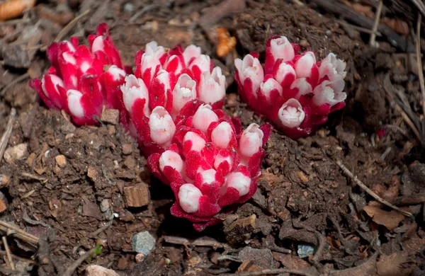 Tonningen. Balanophoraceae bitkiler mantar gibi. Arıtma — Stok fotoğraf