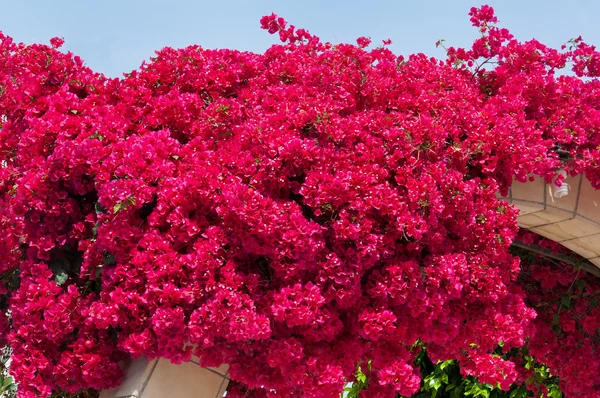 Blooming bougainvilleas Stock Photo