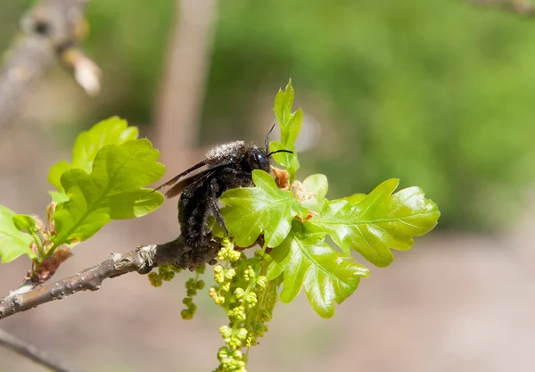 Carpenter Bee on  blossoming branch of oak Stock Image