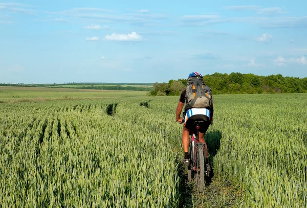Cyclist riding on a field of green wheat — Stock Photo, Image
