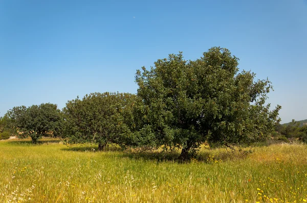 View of an carob tree orchard in a field Cyprus — Stock Photo, Image