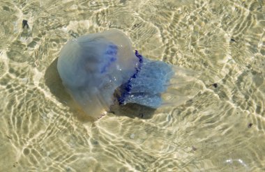 kumlu alt fonunda büyük mavi denizanası