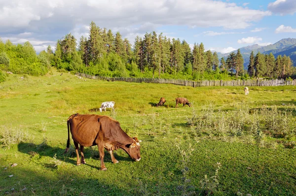 Vaches broutant dans les pâturages — Photo