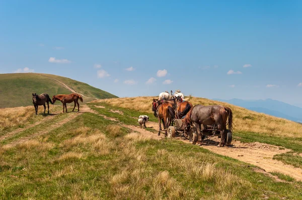 Campamento gitano itinerante con caballo y carreta — Foto de Stock