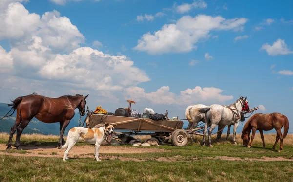 Путешествуя по цыганскому лагерю с лошадью и повозкой — стоковое фото