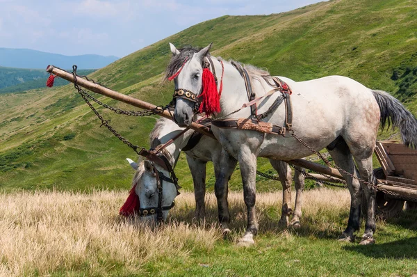 Paire de chevaux et une vieille charrette dans les Carpates — Photo