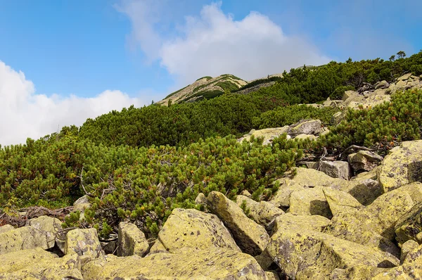 Summer Carpathian Mountains, the ridge Gorgan — Stock Photo, Image