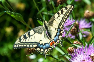 Eski Dünya swallowtail 