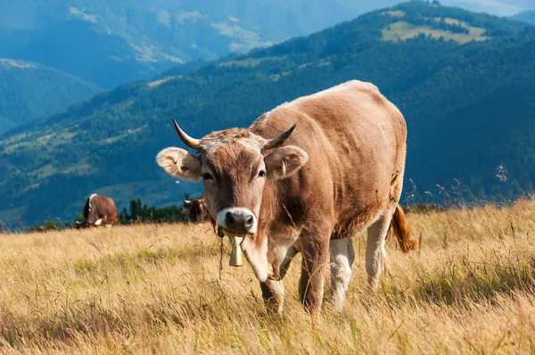 Рыжая корова смотрит в камеру, за лето — стоковое фото