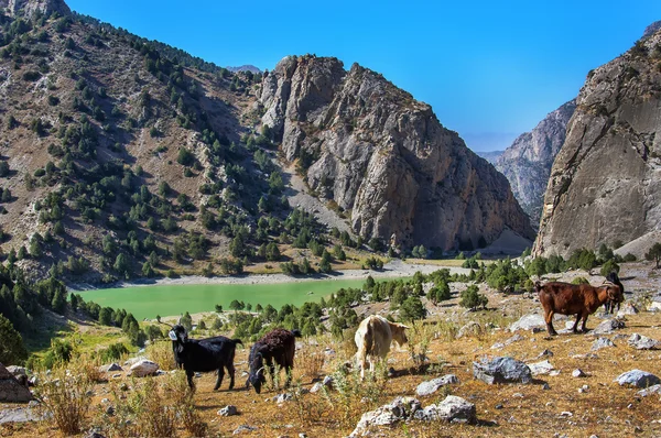 Danau Emerald di Pegunungan Fan dan kambing gunung . — Stok Foto