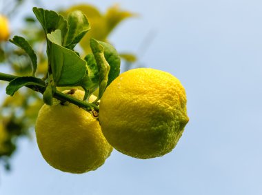 sarı limon ağacına asılı