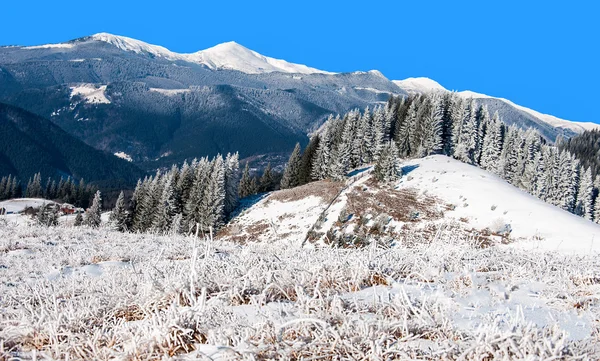 Winter rime en sneeuw bedekt sparren op berghelling — Stockfoto