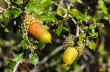 Meşe palamudu ve yapraklı meşe dalı