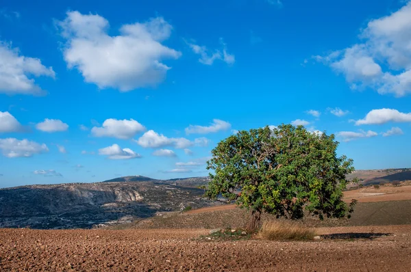 Carob tree in a field — Stock Photo, Image