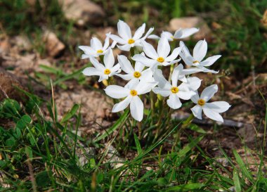 Güzel beyaz nergis.