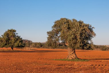 Eski zeytin ağacı sahada. Kıbrıs