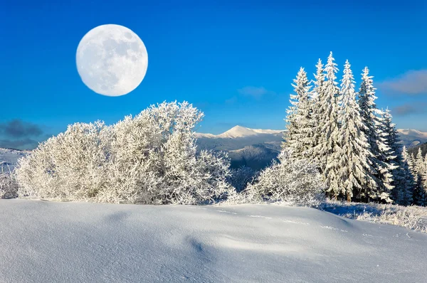 Winter rime en sneeuw bedekt sparren op berghelling — Stockfoto