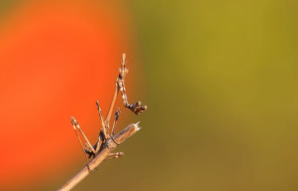 Mantis na oddział bliska — Zdjęcie stockowe