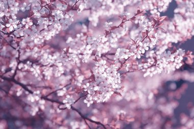 Spring cherry blossoms Sakura clipart