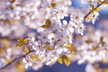 Kiraz çiçekleri Sakura bahar
